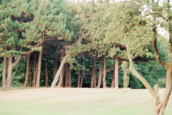 Edge of Wood, Sefton Park, south Liverpool, 1st September 1994