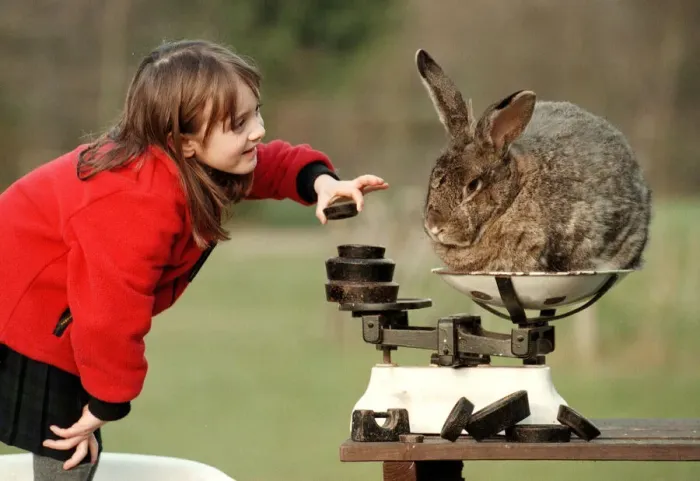 Framed Print : Edith Everest aged six with Bodmin the rabbit March 1999 at Stoneywish Country Park Framed Print : Edith Everest aged six with Bodmin the rabbit March 1999 at Stoneywish Country Park