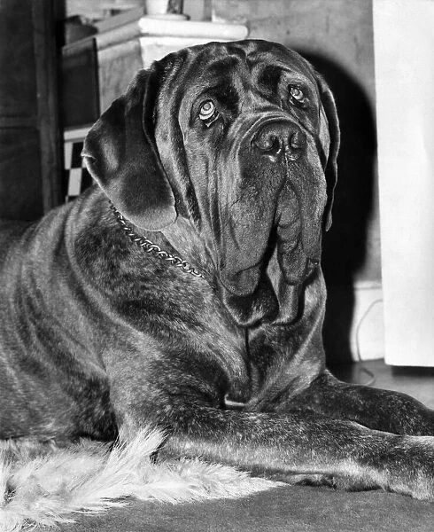 'Edward G. Robinson'the £1, 000 Neopolitan Mastiff