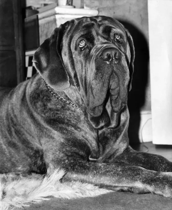 Framed Print : Edward G. Robinson'the £1, 000 Neopolitan Mastiff Framed Print : Edward G. Robinson'the £1, 000 Neopolitan Mastiff