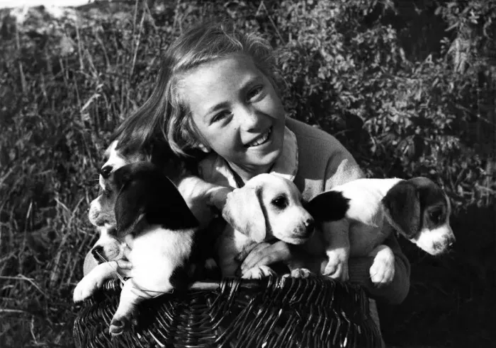 Framed Print : Eight-year-old Mary Quicke is helping to look after the Marlborough College pack of