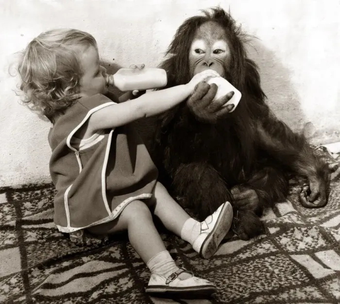 Framed Print : Eighteen month old Tracey Claws lives among the animals in the zoo at Southam near