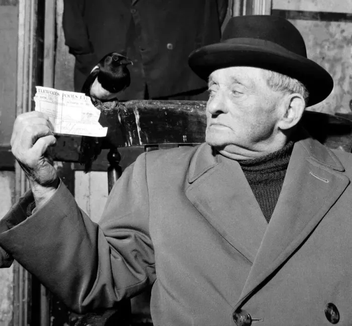 Framed Print : Eighty year old Ernest Jacobs of London with his pet bird Billy the Magpie at their home Framed Print : Eighty year old Ernest Jacobs of London with his pet bird Billy the Magpie at their home