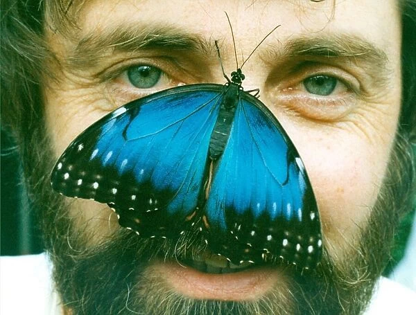 The Electric Morpho Peleides butterfly in August 1992