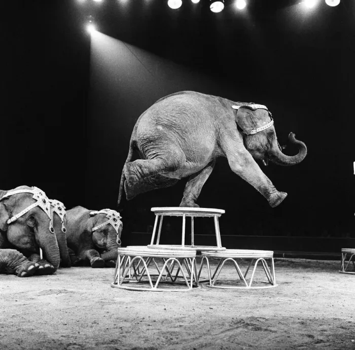 Framed Print : An elephant act at a Bertram Mills Circus performance. 19th December 1958 Framed Print : An elephant act at a Bertram Mills Circus performance. 19th December 1958