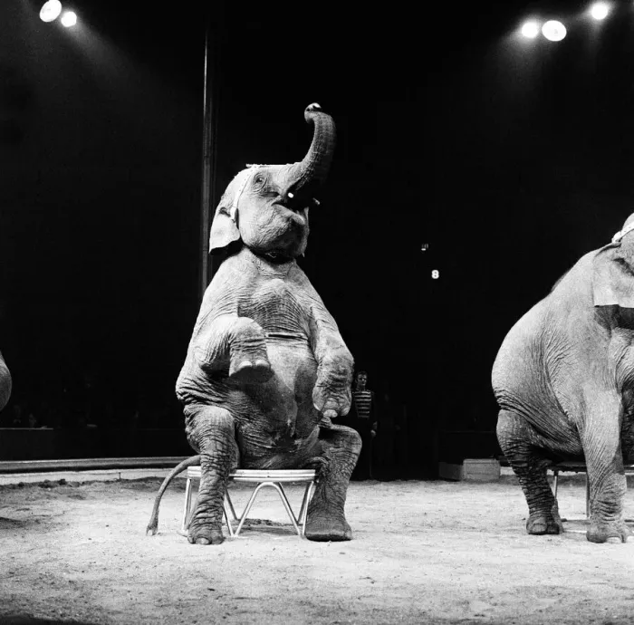 Framed Print : An elephant act at a Bertram Mills Circus performance. 19th December 1958 Framed Print : An elephant act at a Bertram Mills Circus performance. 19th December 1958
