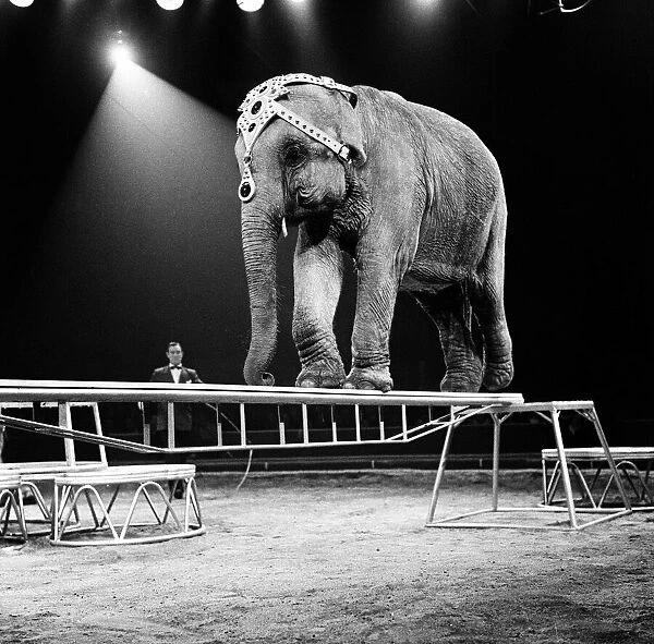 An elephant act at a Bertram Mills Circus performance. 19th December 1958