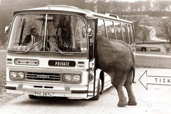 An elephant attempts to baord a bus  /  coach