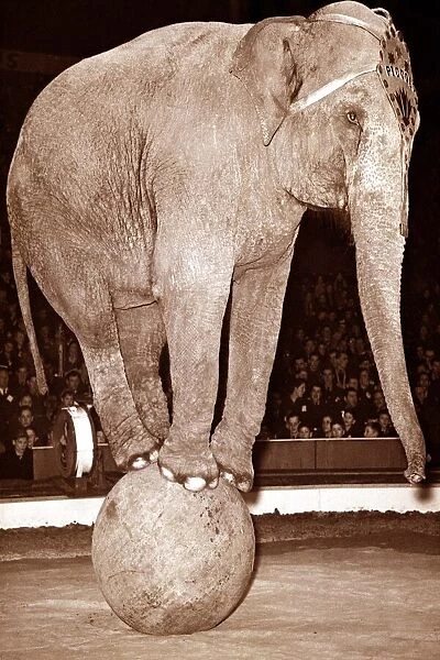 An elephant balances on a large ball as part of a circus act