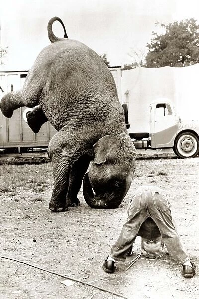 elephant and boy attempt to do a hand stand circa 1971