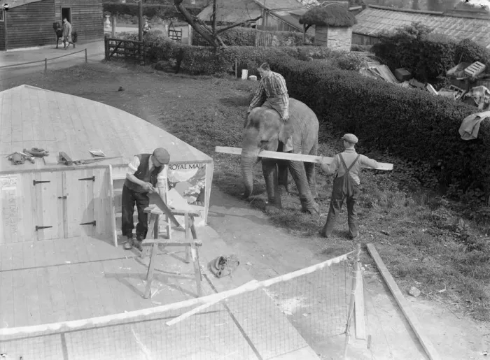 Framed Print : Elephant carrying wood for the workmen at Chessington Zoo. April 1935 Framed Print : Elephant carrying wood for the workmen at Chessington Zoo. April 1935