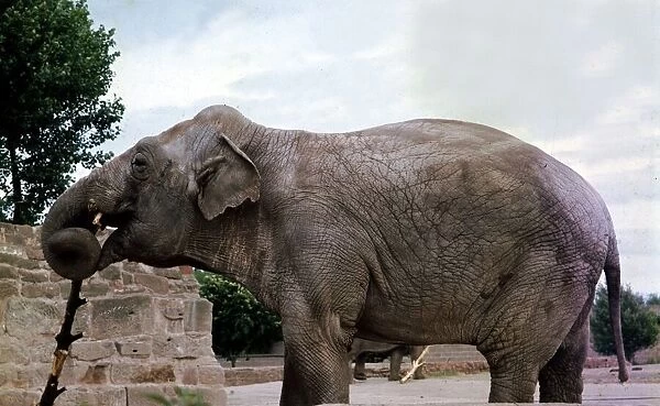 An Elephant at Chester Zoo Circa 1980