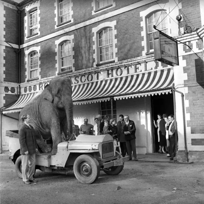 Framed Print : Elephant driving car. 1960 C34-001