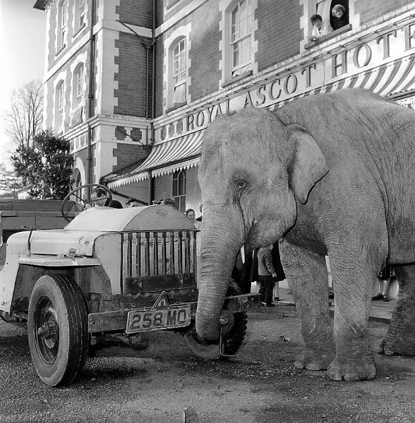 Elephant driving car. 1960 C34-006