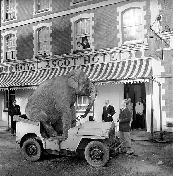 Elephant driving car. 1960 C34-007