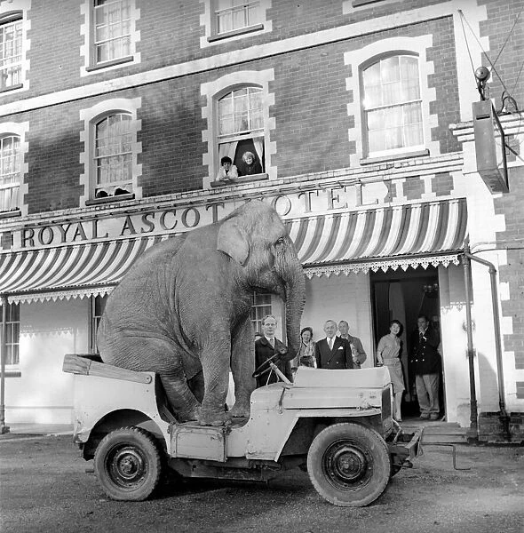 Elephant driving car. 1960 C34-008