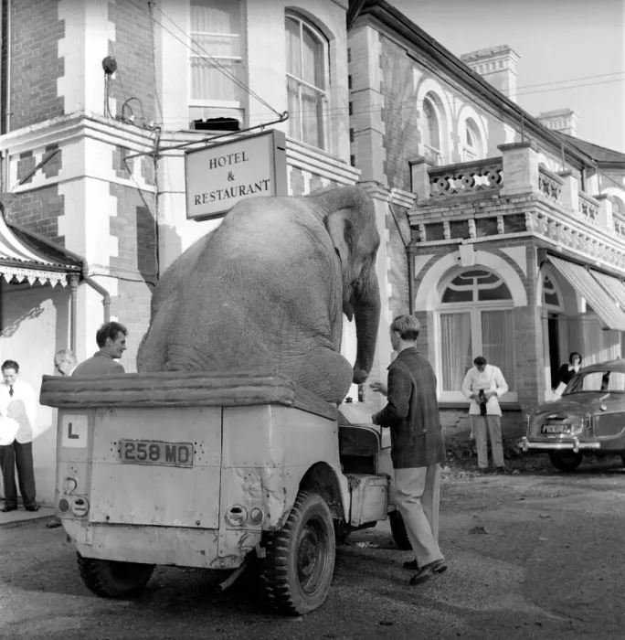 Framed Print : Elephant driving car. 1960 C34-009 Framed Print : Elephant driving car. 1960 C34-009