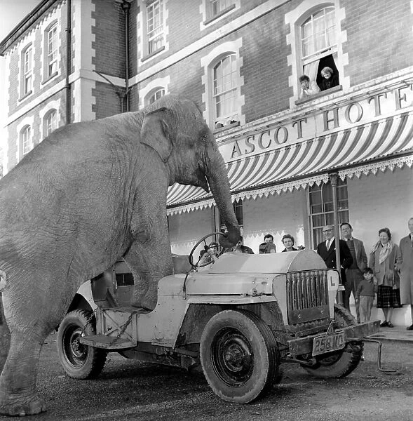 Elephant driving car. 1960 C34-011