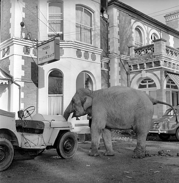 Elephant driving car. 1960 C34
