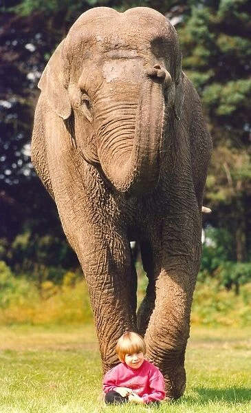 An elephant guarding a child