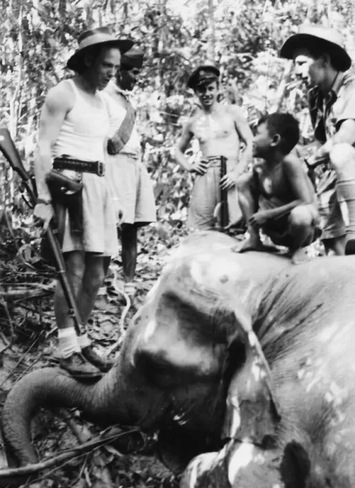 Framed Print : Elephant hunt in Bengal. Elephant shot by R. A. F airmen. 3rd July 1944 Framed Print : Elephant hunt in Bengal. Elephant shot by R. A. F airmen. 3rd July 1944