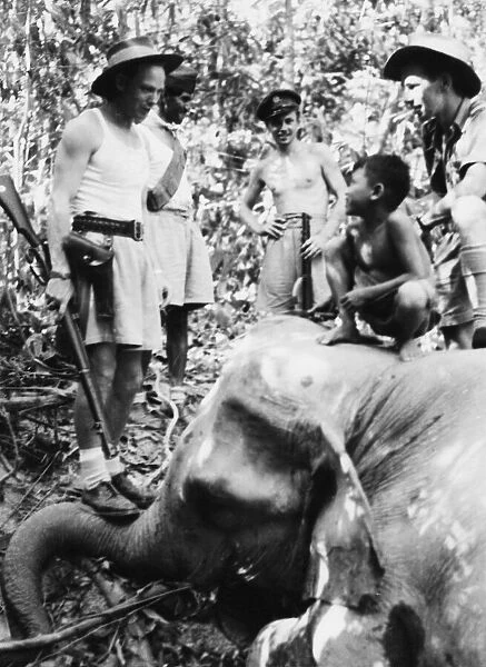 Elephant hunt in Bengal. Elephant shot by R. A. F airmen. 3rd July 1944
