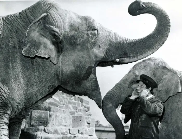 Framed Print : Elephant keeper Norman Sutton holds his ears as Baa Baa the Elephant plays with