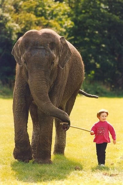 An elephant being led by a child