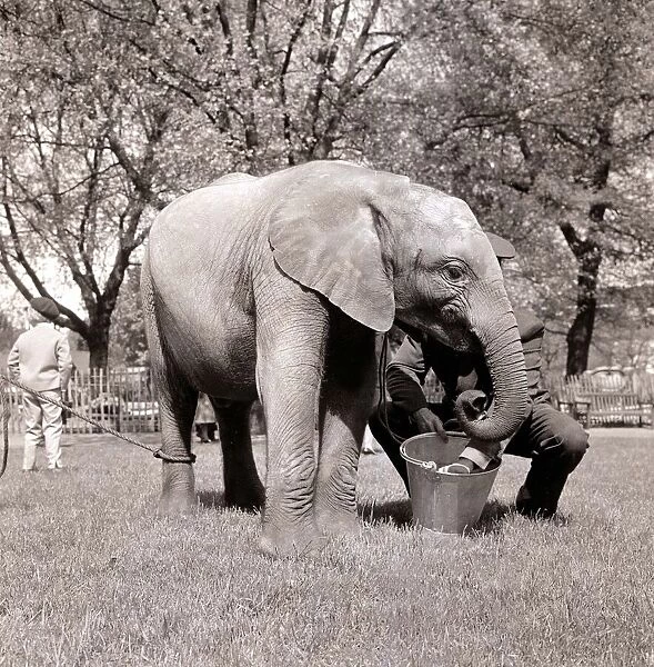 Elephant at London Zoo. May 1962 A©Mirrorpix