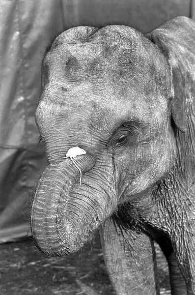 Elephant and Mouse: Mighty Mary seems quite at home in Ranees trunk
