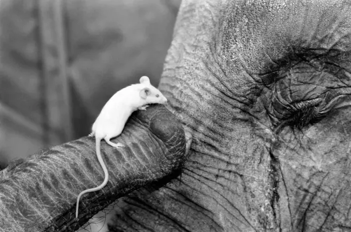 Framed Print : Elephant and Mouse: Mighty Mary seems quite at home in Ranees trunk Framed Print : Elephant and Mouse: Mighty Mary seems quite at home in Ranees trunk