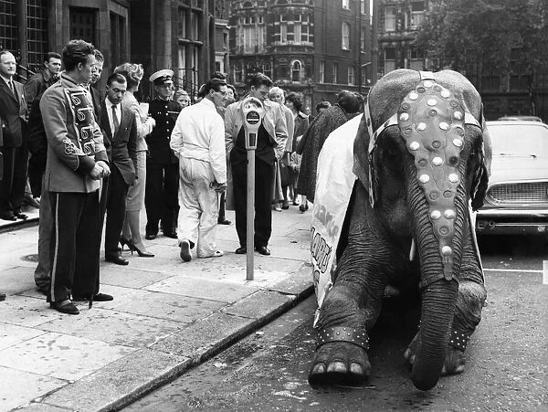 The elephant beside the parking meter. October 1960 P011808