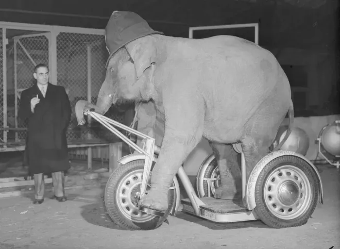 Framed Print : Elephant seen here riding a Gresham Flyer tricycle 18th December 1952 Framed Print : Elephant seen here riding a Gresham Flyer tricycle 18th December 1952
