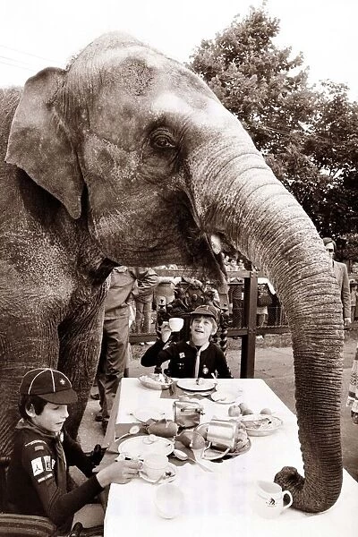 An elephant sits down to dinner with some boy scouts