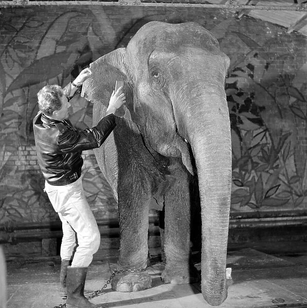Elephant has a spring make-over at Chessington Zoo. January 1965 C70-007