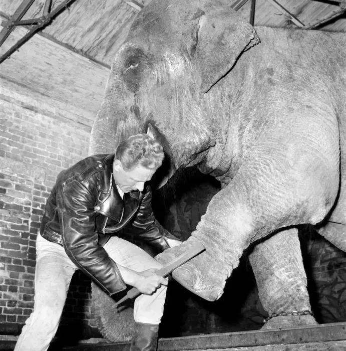 Framed Print : Elephant has a spring make-over at Chessington Zoo. January 1965 C70-009 Framed Print : Elephant has a spring make-over at Chessington Zoo. January 1965 C70-009