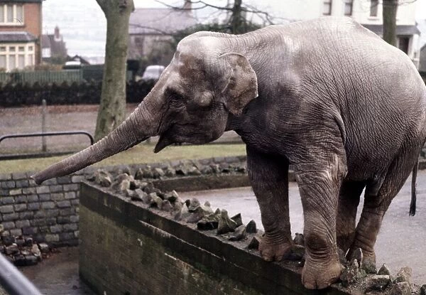 An elephant stands on the wall at Bellue Vue Zoo in Belfast January 1971
