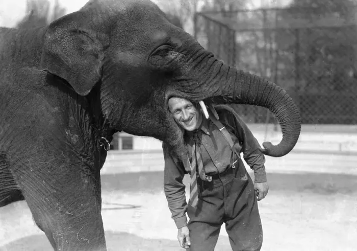 Framed Print : Elephant training at Chessington. Mr Hans Brick, who has trained Rosie Framed Print : Elephant training at Chessington. Mr Hans Brick, who has trained Rosie