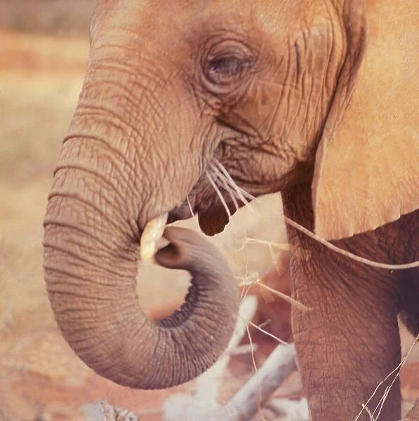 Elephant in the Tsavo National Park, Kenya, Africa. September 1965 A©Mirrorpix