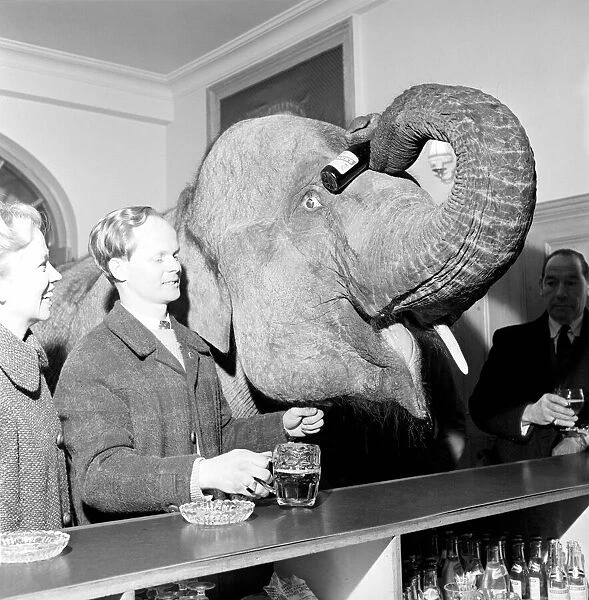 Elephant visit pub and orders drinks. 1960 C34B-001