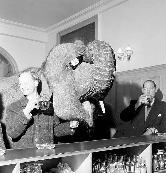 Elephant visit pub and orders drinks. 1960 C34B-002