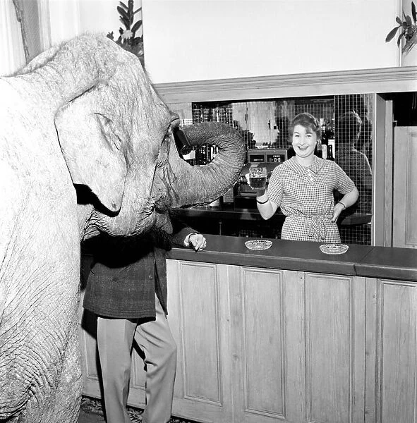 Elephant visit pub and orders drinks. 1960 C34B-003