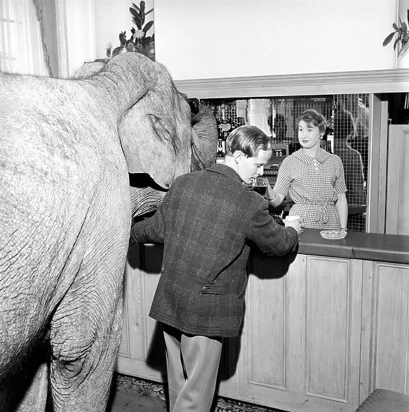 Elephant visit pub and orders drinks. 1960 C34B-004