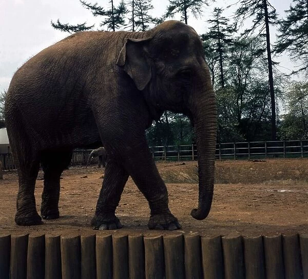 An elephant on a walkabout at Whipsnade Zoo May 1974