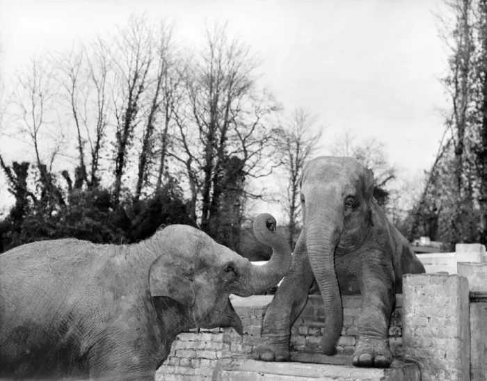 Framed Print : two Elephants at Frimley Zoo Devon Miss Jumbo and Miss Hosbie