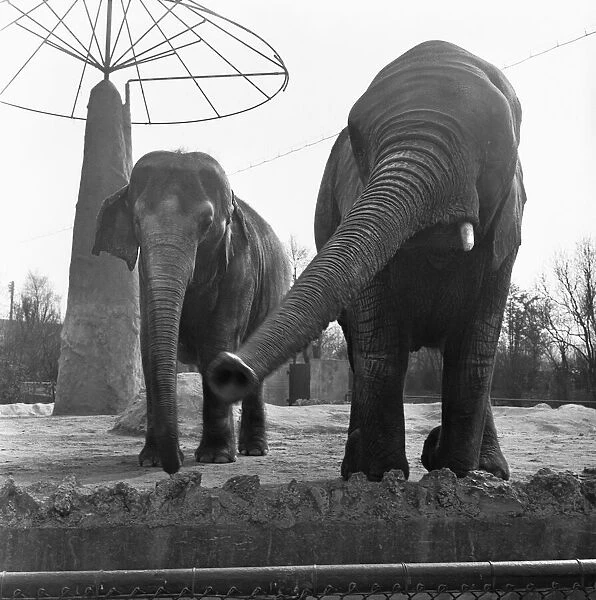 Elephants at the London Zoo Elephant House in Regents Park. 26th March 1954