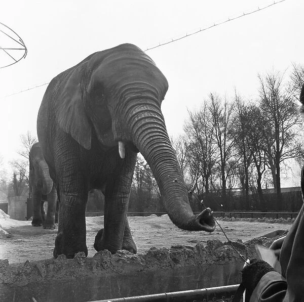 Elephants at the London Zoo Elephant House in Regents Park. 26th March 1954
