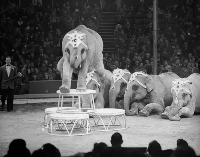 Framed Print : Elephants performing at the Bertram Mills Circus Circa 1959 Framed Print : Elephants performing at the Bertram Mills Circus Circa 1959
