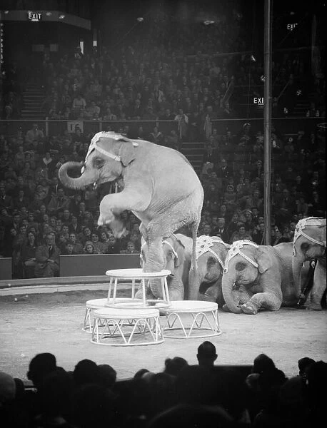Elephants performing under the big top of the Bertram Mills Circus Circa 1959