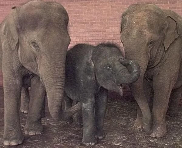 Elephants playing at Twycross Zoo. 1998